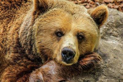 В Новосибирской области застрелят опасного медведя - sib.fm - Новосибирская обл. - район Колыванский
