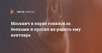 Москвич в парке гонялся за белками и просил их родить ему кентавра - ren.tv - Белоруссия