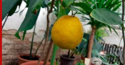 Как вырастить дома лимон из косточки: советы новичкам и основные хитрости - profile.ru
