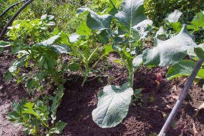 Как собрать богатый урожай капусты с помощью валерьяны: секреты опытных огородников - skuke.net
