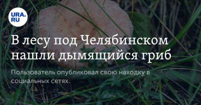 В лесу под Челябинском нашли дымящийся гриб. Фото - ura.news - Челябинская обл. - Челябинск