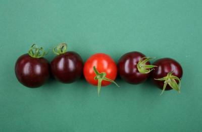 В Германии создали фиолетовые помидоры: свекла помогла - agroportal.ua - Украина - Германия