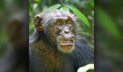 У живущих в дикой природе шимпанзе впервые обнаружили проказу - newizv.ru - Кот Дивуар - Гвинея Бисау