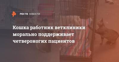 Кошка работник ветклиники морально поддерживает четвероногих пациентов - ren.tv - США - шт. Калифорния