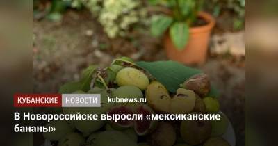 В Новороссийске выросли «мексиканские бананы» - kubnews.ru - Новороссийск
