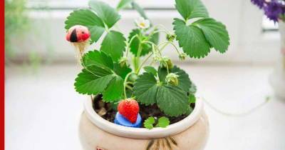 Огород на подоконнике: овощи и фрукты, которые можно вырастить в квартире - profile.ru - шт.Флорида