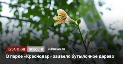 В парке «Краснодар» зацвело бутылочное дерево - kubnews.ru - Краснодарский край - Краснодар