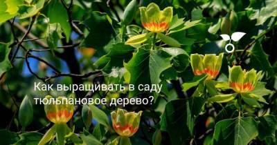 Как выращивать в саду тюльпановое дерево? - skuke.net