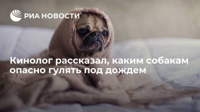 Владимир Голубев - Президент РКФ Голубев рассказал, каким собакам лучше не гулять осенью в дождливую погоду - ria.ru - Москва - Россия