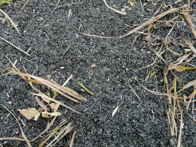Сельхозник вывез с поля 42 мешка семян подсолнечника на велосипеде - lipetskmedia.ru - Россия - район Добринский