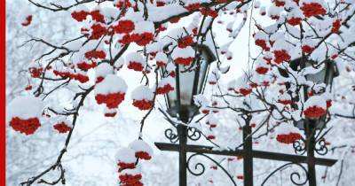 Эффектный акцент: какие растения с яркими плодами украсят сад осенью и зимой - profile.ru