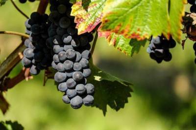 Что можно посадить рядом с виноградом, чтобы оба растения хорошо себя чувствовали - skuke.net - Виноград