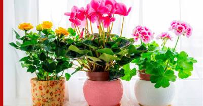 Красивые и неприхотливые: 8 комнатных растений для любого интерьера - profile.ru