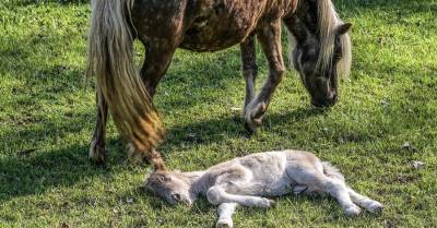 Неубиваемая сибирская язва: в Украине новый случай древней как мир болезни - kp.ua - Украина