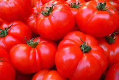Вырастут крепкими и здоровыми: как правильно сажать помидоры под зиму - skuke.net