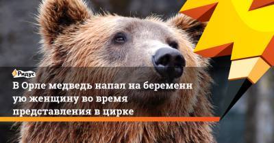 ВОрле медведь напал набеременную женщину вовремя представления вцирке - ridus.ru