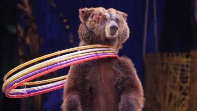 В орловском цирке назвали причину нападения медведя на беременную дрессировщицу - 5-tv.ru