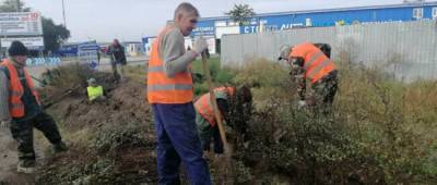 У въезда в Одессу высаживают живую изгородь из спиреи - w-n.com.ua - Одесса