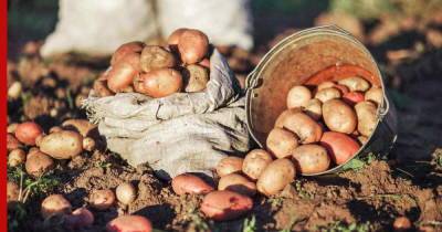Подготовка почвы осенью: 5 лучших сидератов для хорошего урожая картофеля - profile.ru