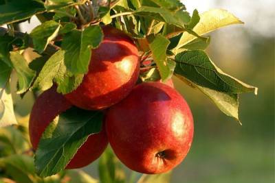 Жители Новгорода посадили три яблони на Ильиной - mk.ru - Новгород - Великий Новгород