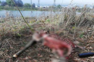 В Твери бездомные собаки загрызли пони - tver.mk.ru - Тверь