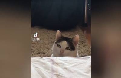 Кошка, которая смотрит на все осуждающим взглядом, заставил интернет хохотать (ВИДЕО) - ont.by - Белоруссия