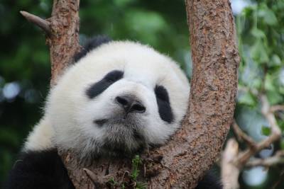 Все мы немного панды. Необычные факты об этих милых животных - grodnonews.by - Китай - Белоруссия