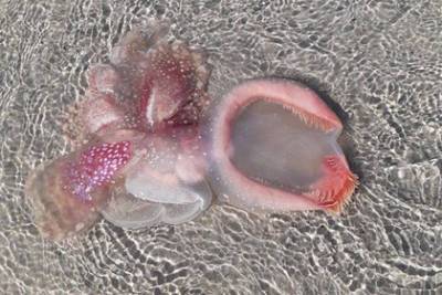 Найденное на берегу загадочное розоватое существо вызвало оживленные дебаты - lenta.ru - Australia - штат Квинсленд