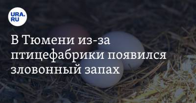 В Тюмени из-за птицефабрики появился зловонный запах. «Кур дохлых жгут» - ura.news - Тюмень