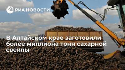 В Алтайском крае заготовили порядка 1,1 миллиона тонн сахарной свеклы - smartmoney.one - Алтайский край - респ. Алтай