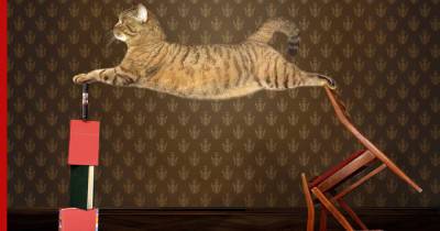Кошки, которых легко дрессировать: топ-5 самых обучаемых пород - profile.ru