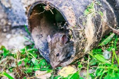 Что нужно посадить, чтобы прогнать мышей с огорода: хитрости дачников - skuke.net