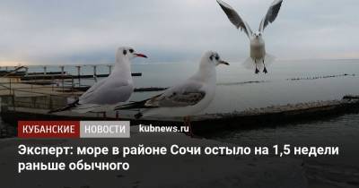 Александр Колесник - Эксперт: море в районе Сочи остыло на 1,5 недели раньше обычного - kubnews.ru - Сочи - Краснодар