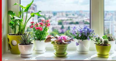 Не боятся солнца: какие комнатные растения подходят для южных окон - profile.ru
