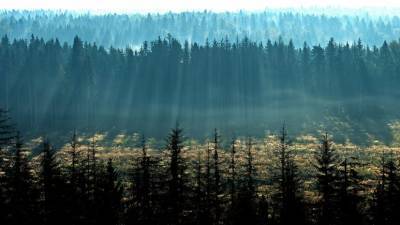 В Совфеде назвали причины сокращения хвойных лесов в России - russian.rt.com - Россия