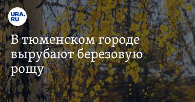 В тюменском городе вырубают березовую рощу - ura.news - Тобольск