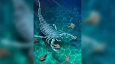 В Китае обнаружили древнего морского скорпиона размером с собаку - techno.bigmir.net - Китай