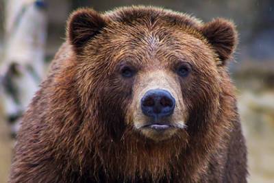 Медведь напал на россиянина в лесу и разодрал ему лицо - lenta.ru - Приморье край - Владивосток - район Надеждинский