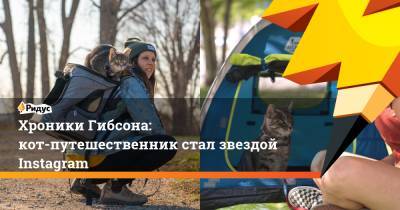 Хроники Гибсона: кот-путешественник стал звездой Instagram - ridus.ru - Канада