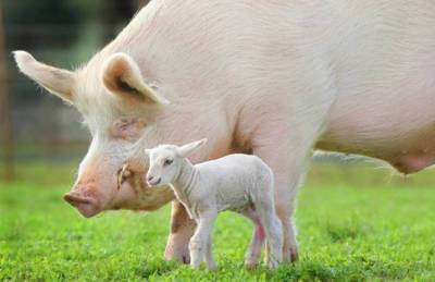 В Украине растет промышленное поголовье свиней и овец - agroportal.ua - Украина