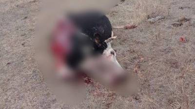 В Башкирии неизвестные жестоко убили домашний скот - bash.news - Башкирия - район Зилаирский