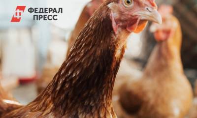 На крупнейшей тюменской птицефабрике уничтожат всех кур - fedpress.ru - Тюмень - Тюменская обл. - Югра - окр. Янао