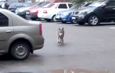 В Уфе возле школы заметили волка. Он покусал сотрудников МЧС - znak.com - Уфа - Ufa - Экология