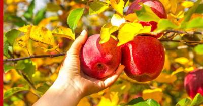 Сбор и хранение зимних яблок: советы опытных садоводов - profile.ru