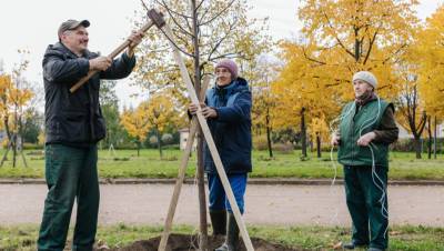 В октябре в Петербурге проведут генеральную уборку и высадят деревья - dp.ru - Санкт-Петербург