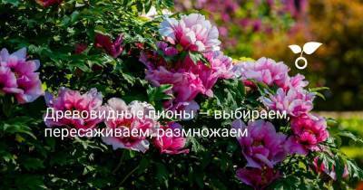 Древовидные пионы — выбираем, пересаживаем, размножаем - skuke.net - Голландия