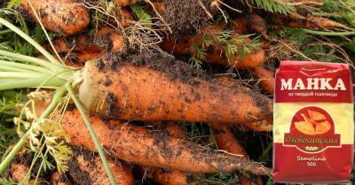 Чтобы получить крупные плоды, заядлые огородники сажают морковь с манкой - skuke.net