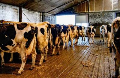 Нидерланды готовят принудительное сокращение поголовье скота на 30% - agroportal.ua - Украина - Голландия