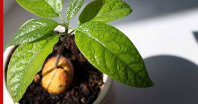Как вырастить авокадо в домашних условиях: советы садоводов - profile.ru