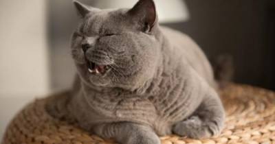 Ученые рассказали, почему домашние кошки не могут рычать - focus.ua - США - Украина - Голос